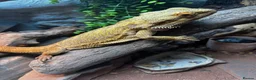 Dragon reptiles for sale: 4 year old male Beardie - Advert 4