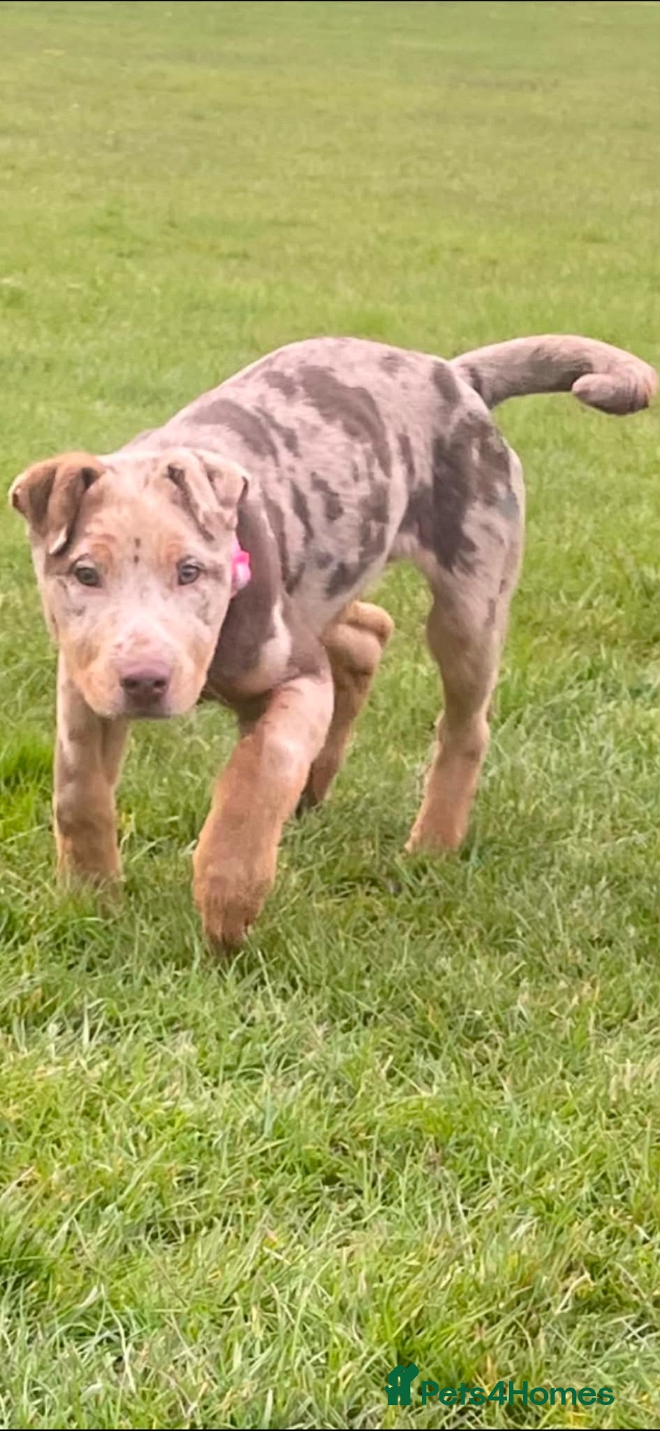 Mixed Breed dogs German shepherd cross shar pei - Advert 5