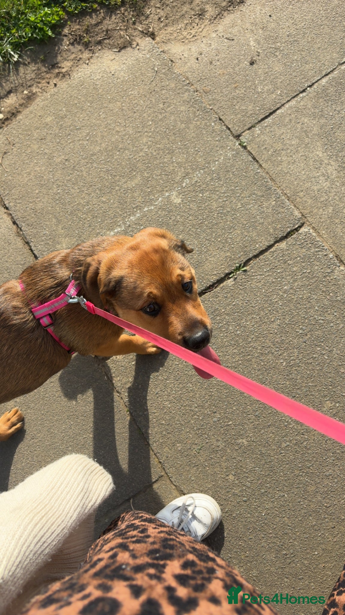 Mixed Breed dogs for sale: Skye our Rottweiler mixed female puppy - Advert 10