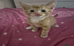 British Shorthair cats for sale: Four kitty's ready for new homes - Image 6
