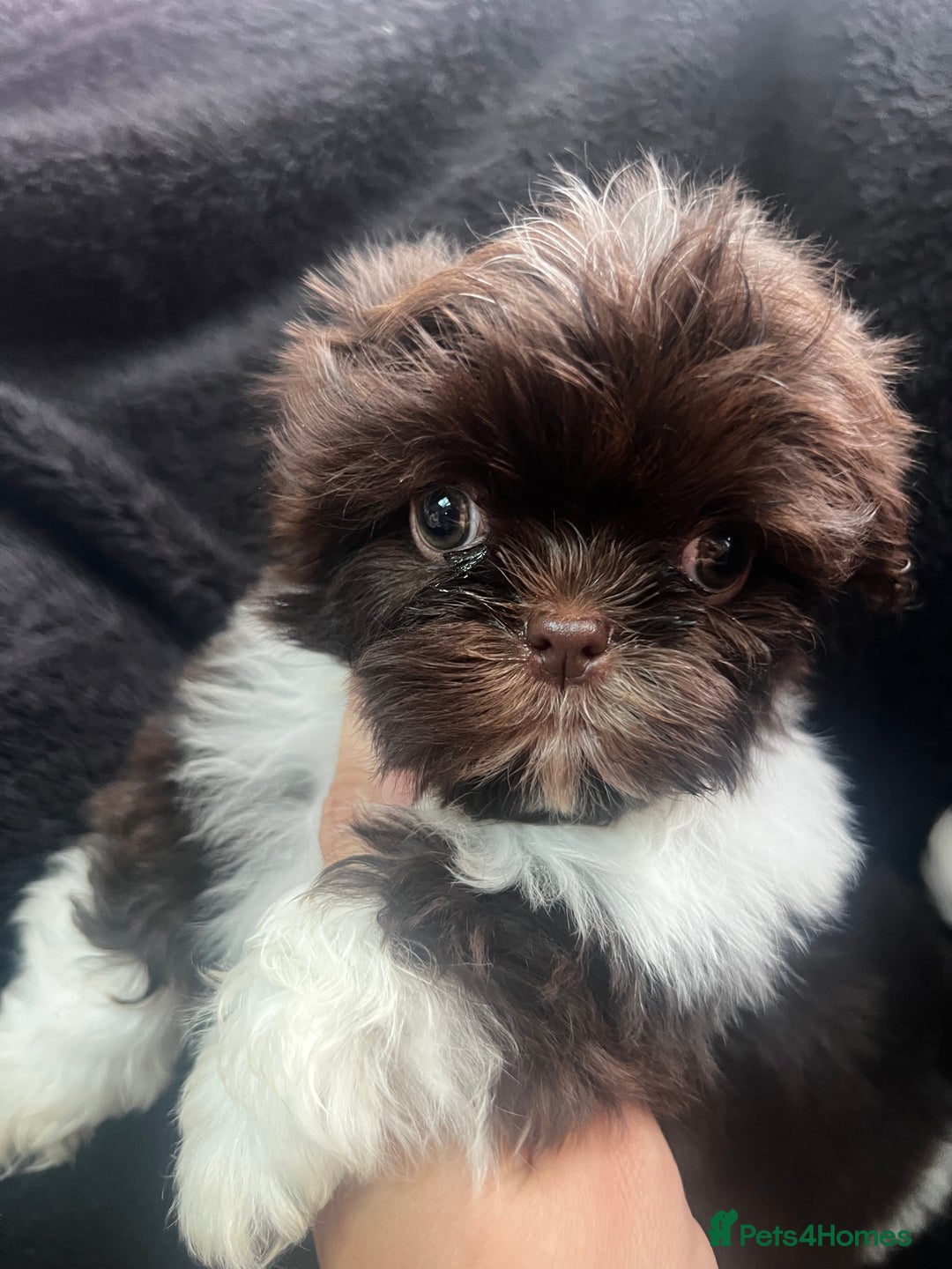 Shih Tzu dogs for sale: Chocolate and cream pedigree shitzu puppy’s - Image 4