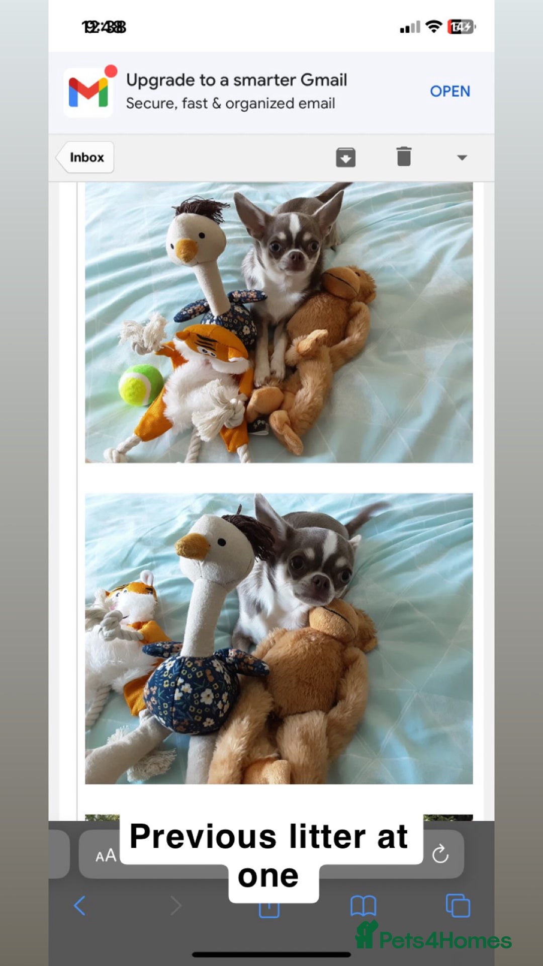 Chihuahua dogs for sale: ❤️Health tested tiny Chihuahua puppies❤️ - Image 12