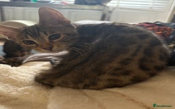 Bengal cats for sale: Bengal kittens tegistered - Image 4