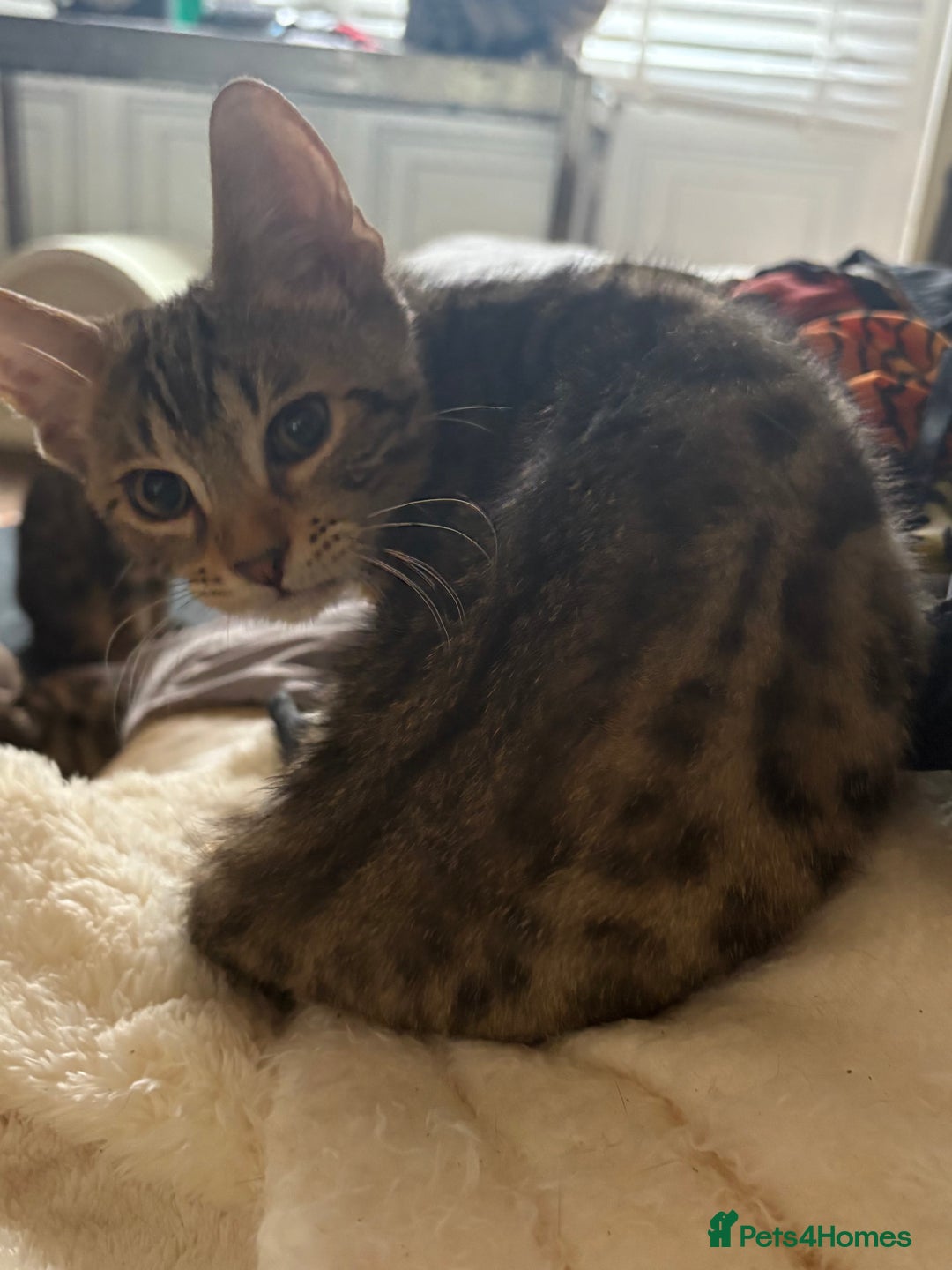 Bengal cats for sale: Bengal kittens tegistered - Image 4