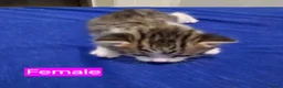 Mixed Breed cats for sale: Kittens 2 Male 1 Female in Chesterfield - Advert 3