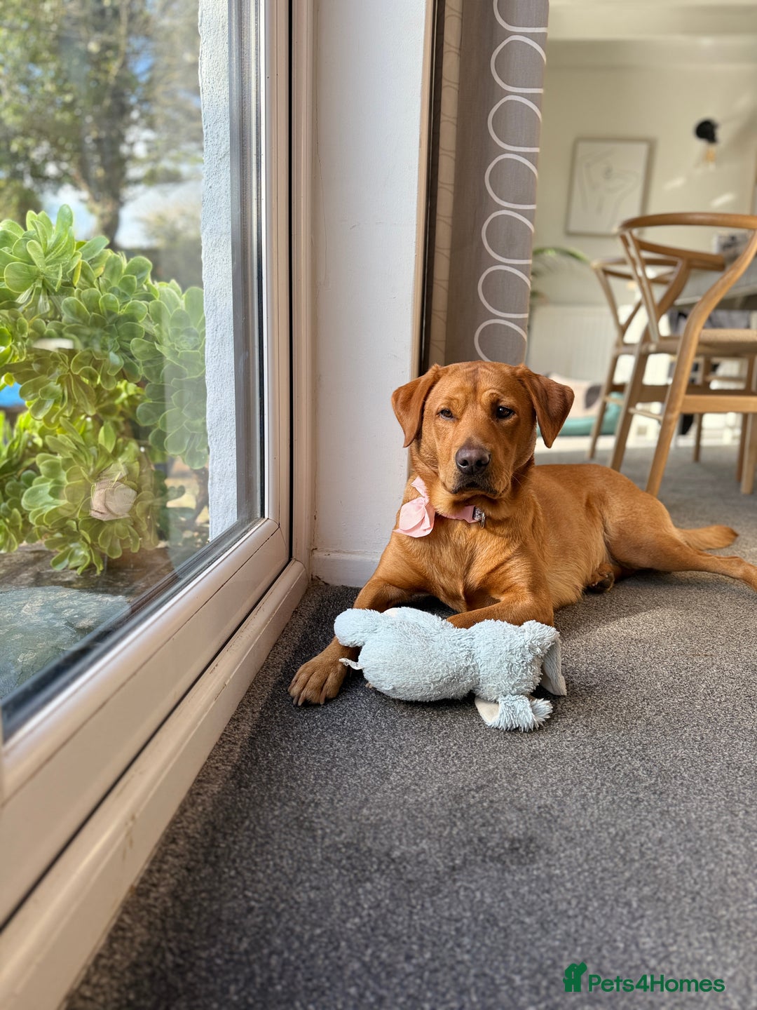 Labrador Retriever dogs for sale: Fox Red Labrador Pup's - Expressions of Interest - Advert 3