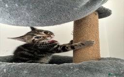 American Shorthair cats for sale: Ready to leave 2 boy kittens left  in Ilford - Image 12