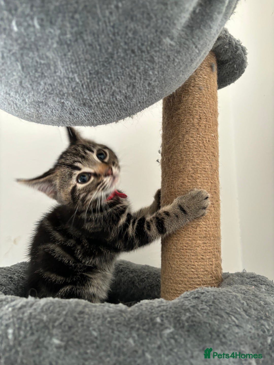 American Shorthair cats for sale: Ready to leave 2 boy kittens left  in Ilford - Image 12