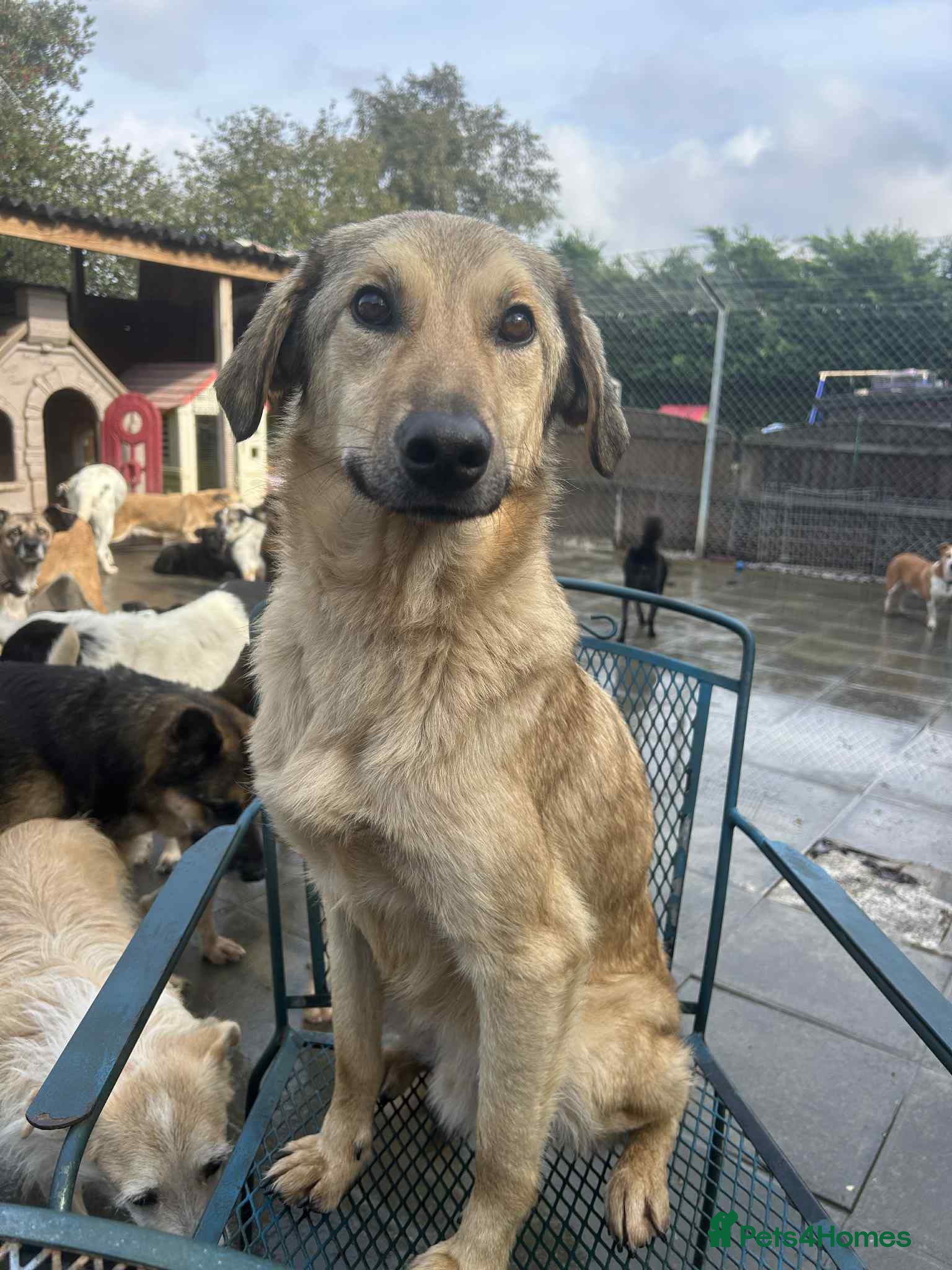 Mixed Breed dogs Pettern - Norwich Norfolk  - Advert 14