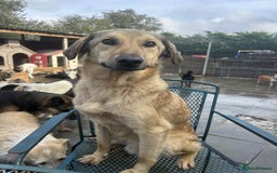 Mixed Breed dogs for adoption: Pettern - Norwich Norfolk  - Image 1