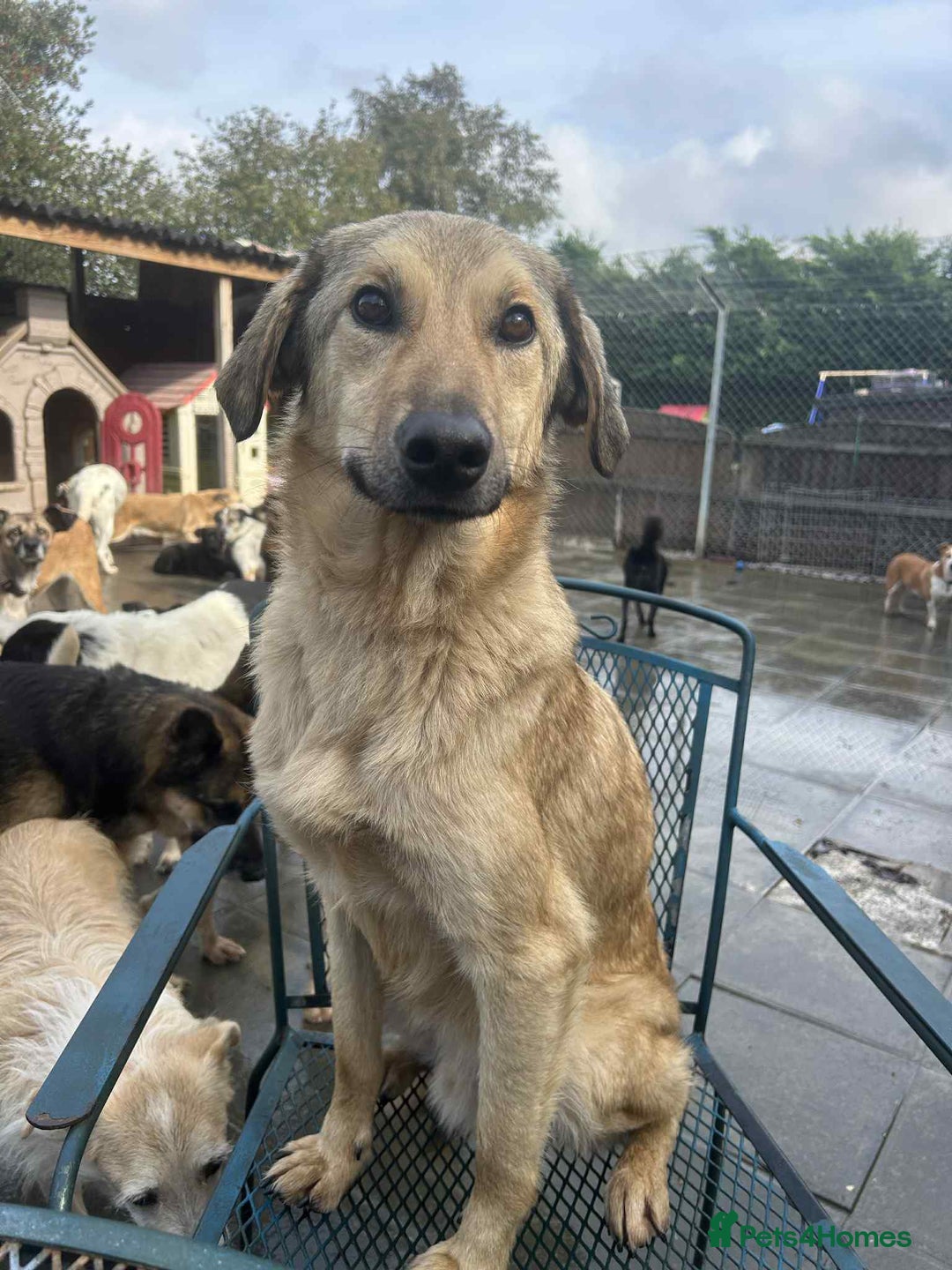 Mixed Breed dogs for adoption: Pettern - Norwich Norfolk  - Image 1