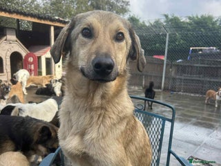 Mixed Breed dogs - Advert 5