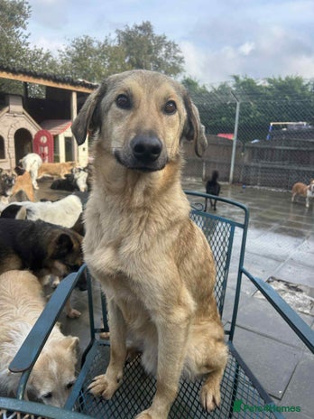 Mixed Breed dogs Pettern - Norwich Norfolk - Advert 13