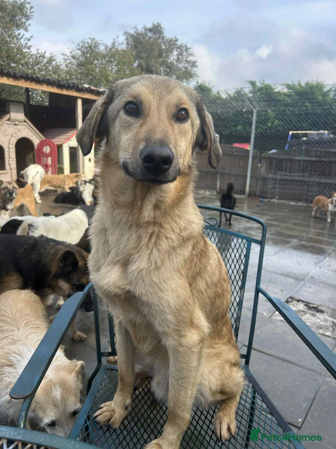 Mixed Breed dogs for adoption: Pettern - Norwich Norfolk  - Advert 1