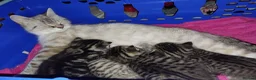 British Shorthair cats for sale: Tabby british shorthair kittens - Advert 1