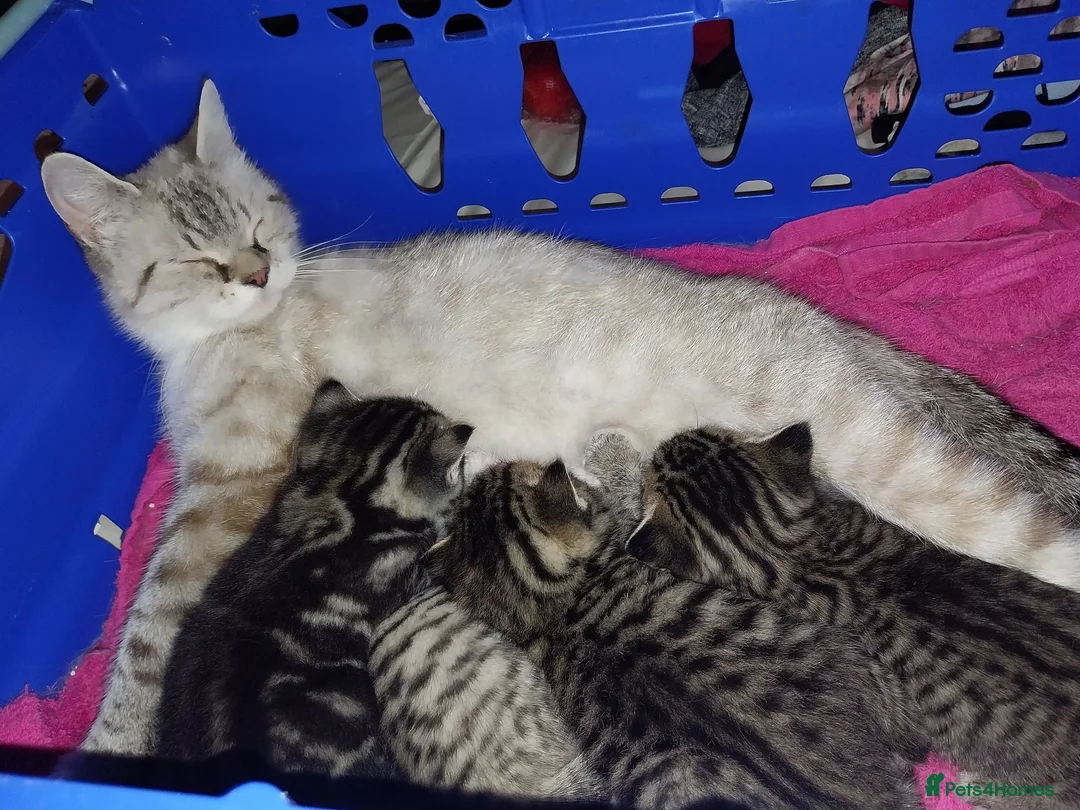 British Shorthair cats for sale: Tabby british shorthair kittens - Advert 1