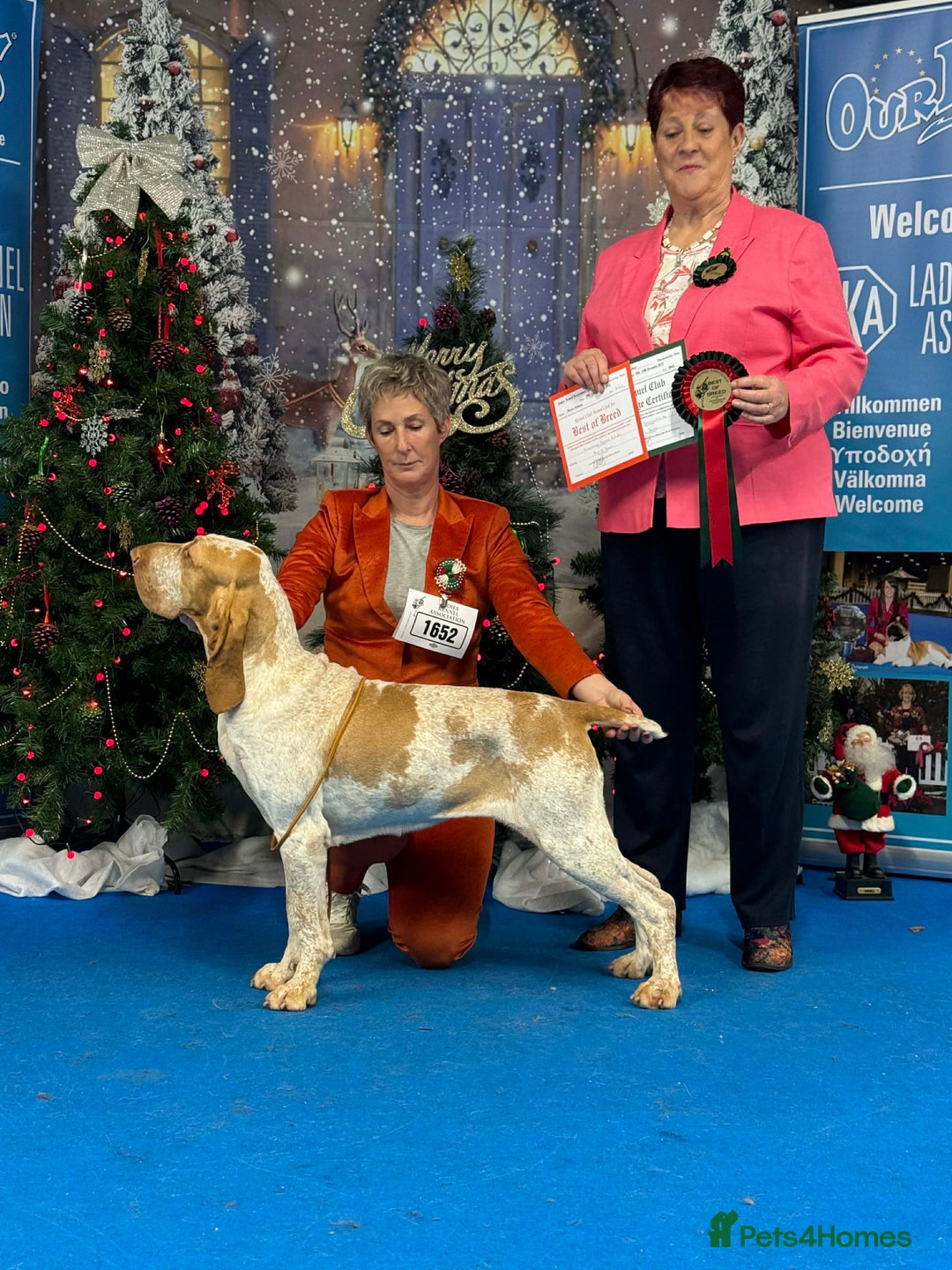 Bracco Italiano dogs for sale: Top Breeder 2021,22,22,24 & 2025 🌟🌟🌟🌟🌟 - Advert 12