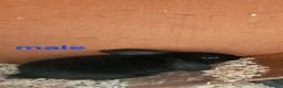 Mixed Breed rabbits for sale: Male babby rabbits left from litter  - Advert 16