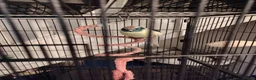 Parakeets birds for sale: Blue and teal parakeet kakariki in Leven - Advert 3