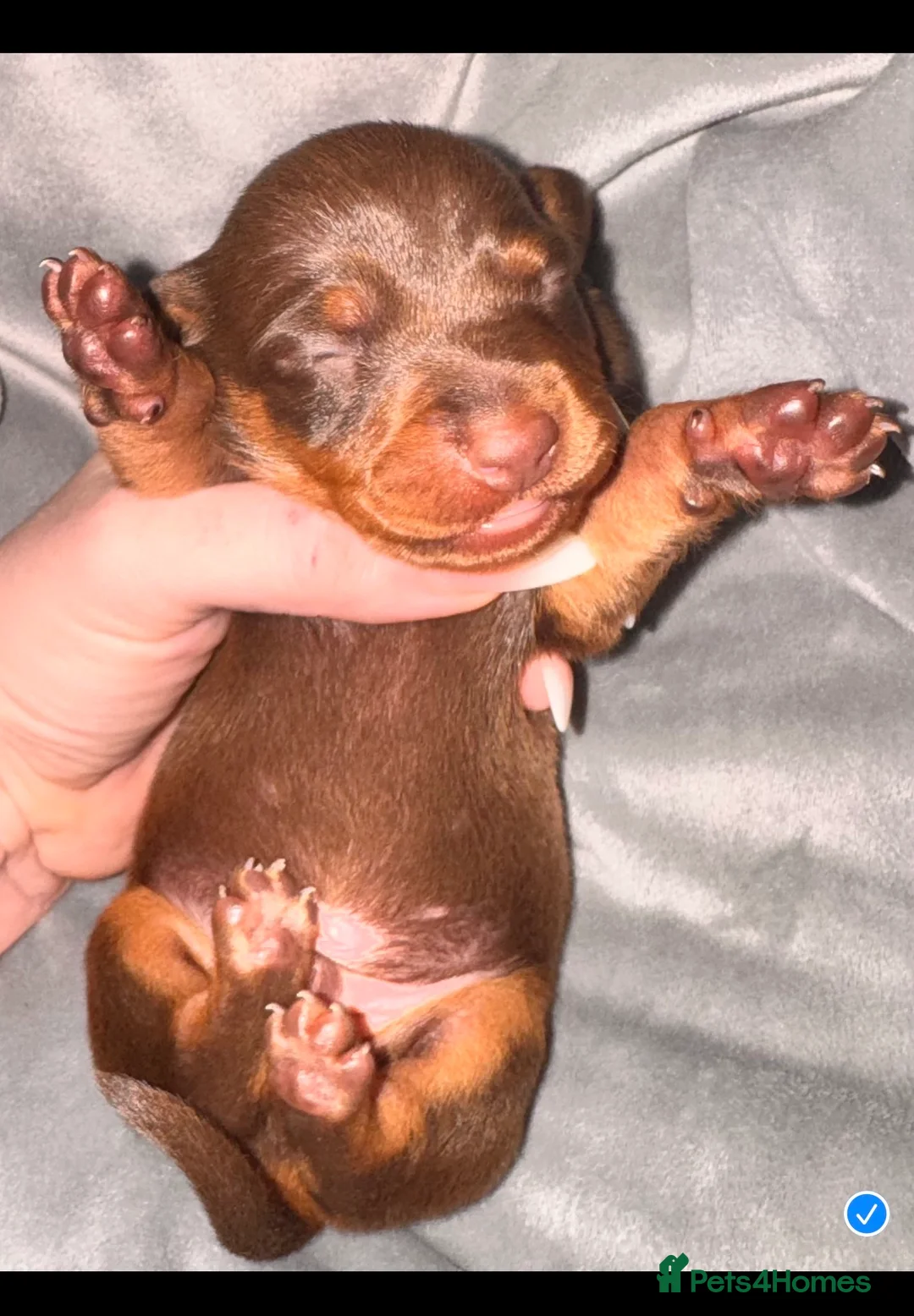 Miniature Dachshund dogs for sale: Because dachshund babies - Advert 15