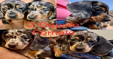 Miniature Dachshund dogs - Advert 15