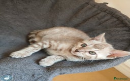 Bengal cats for sale: TICA Family-raised Bengal Kittens Vet Checked - Image 5