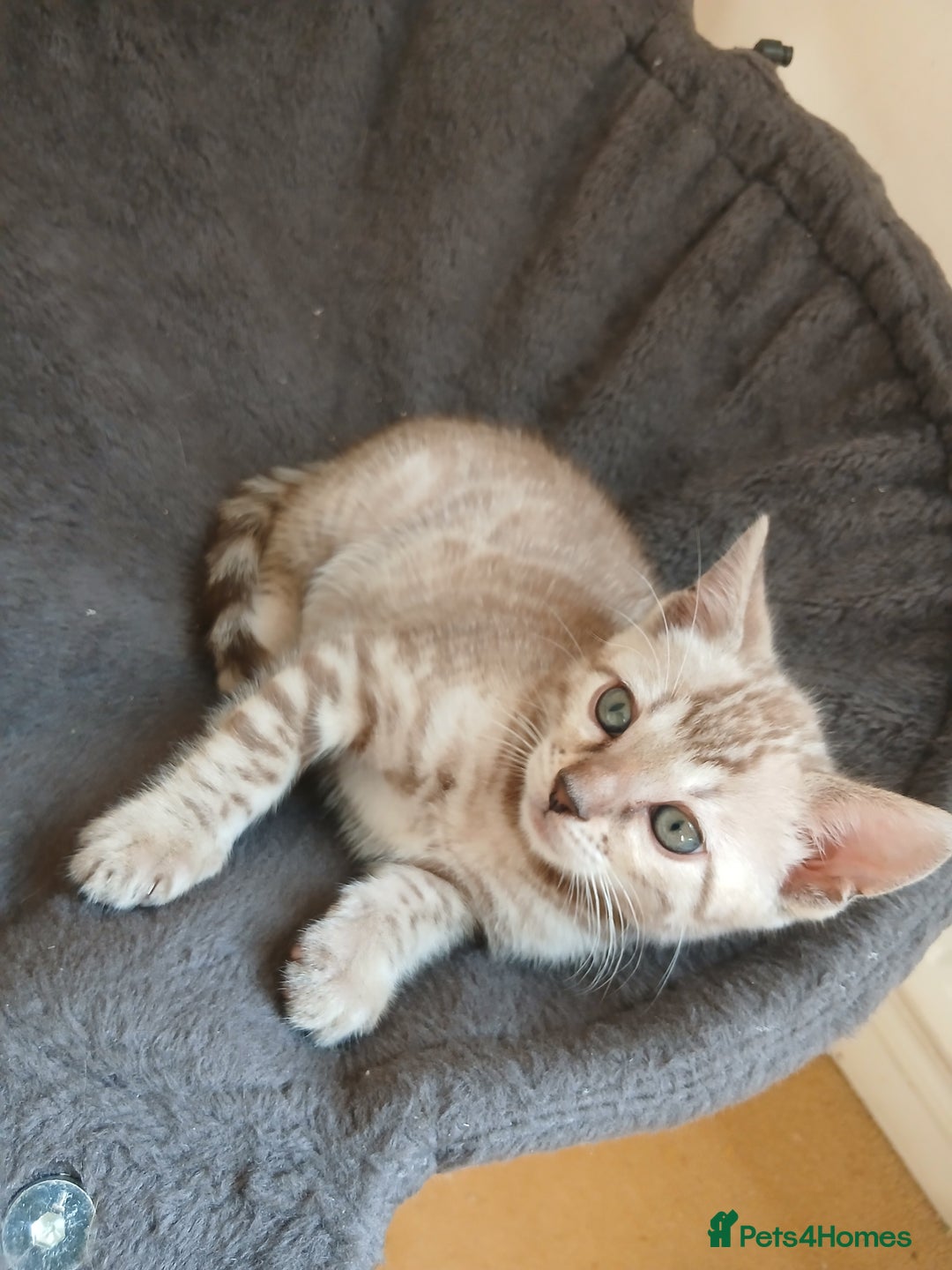 Bengal cats for sale: TICA Family-raised Bengal Kittens Vet Checked - Image 5