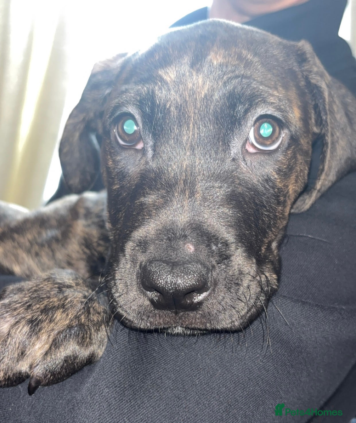 Cane Corso dogs Cane Corso x Presa Canario Puppie - Advert 1