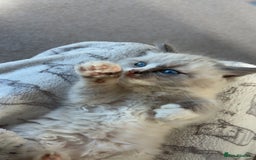 Ragdoll cats for sale: Rehoming Milo - Our beloved Kitten - Image 6