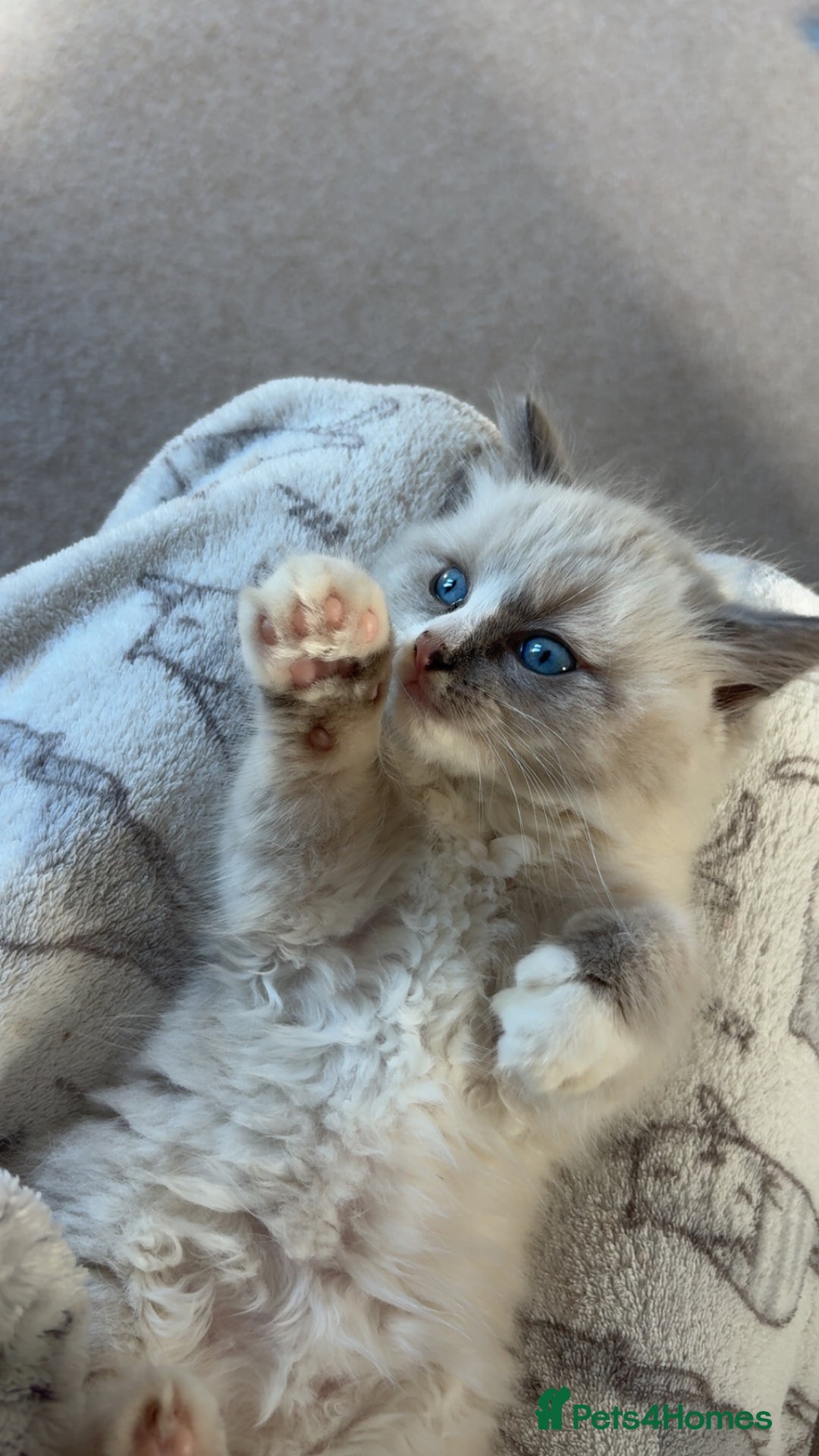 Ragdoll cats for sale: Rehoming Milo - Our beloved Kitten - Image 6