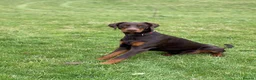 Dobermann dogs for stud: Lorcan (Lorcs) in Burton-on-Trent - Advert 23