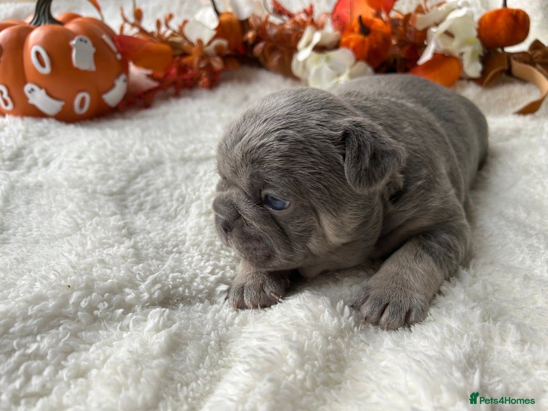 French Bulldog dogs for sale: Frenchie pups KC Registered  - Image 20
