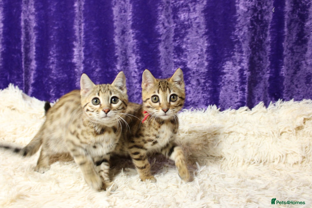 Bengal cats for sale: 🔥Stunning Bengal Kittens Available🔥 - Image 25