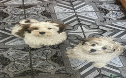 Bichon Frise dogs for sale: Bichon 2 boys - Image 3