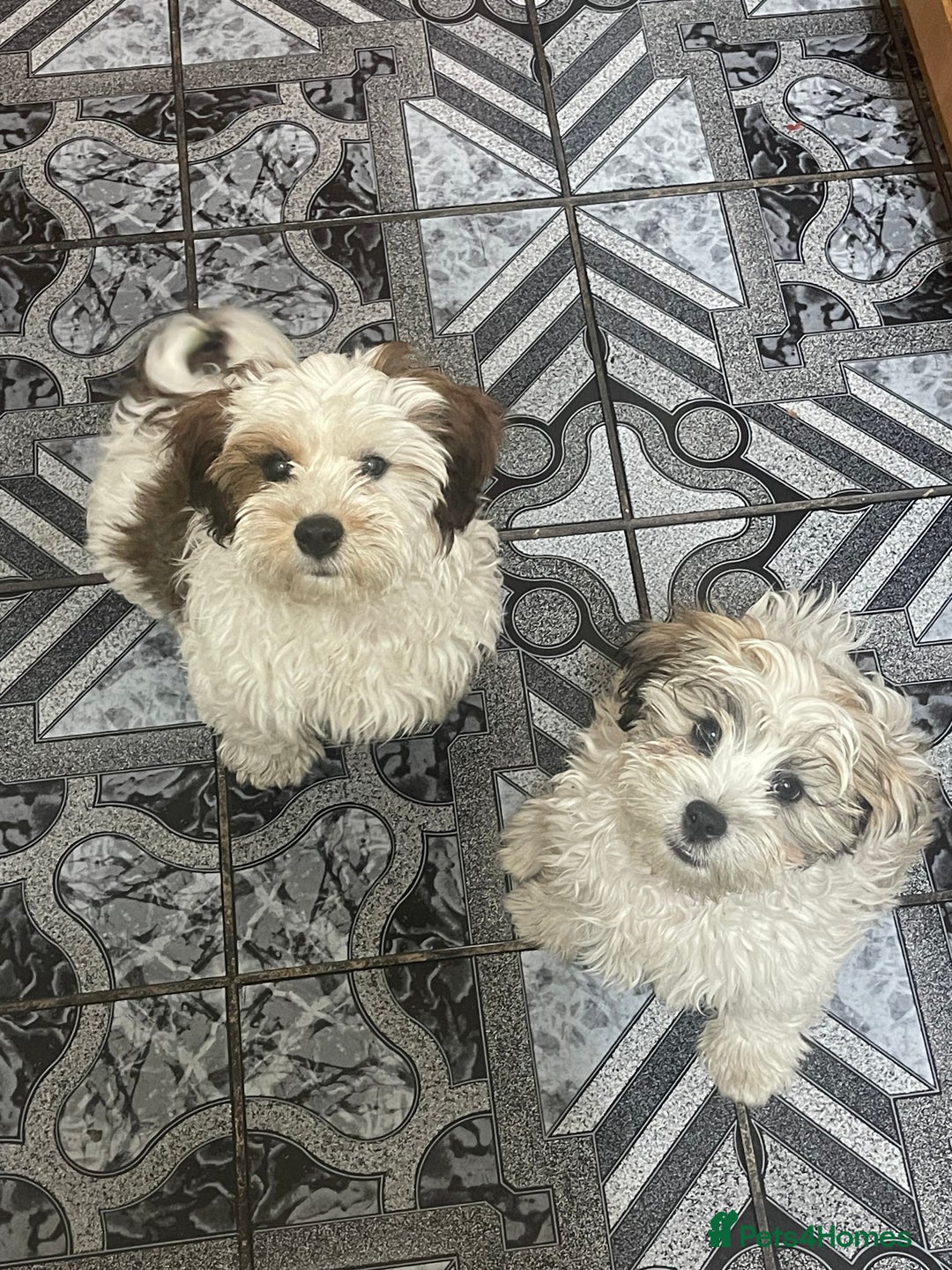 Bichon Frise dogs for sale: Bichon 2 boys - Image 3