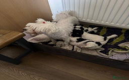 Bichon Frise dogs for sale: Bichon Frise X Bichon Havanez  - Image 23