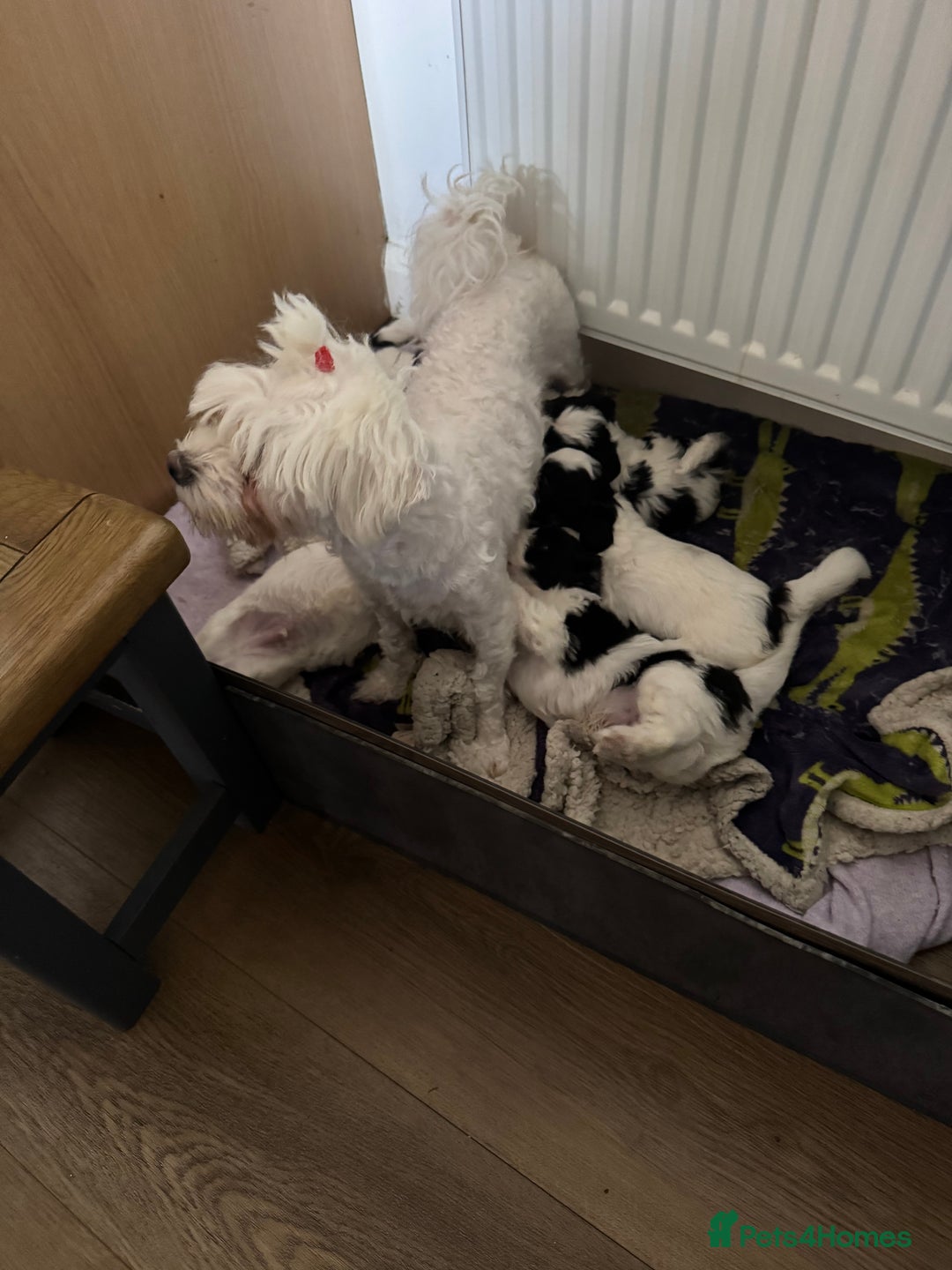 Bichon Frise dogs for sale: Bichon Frise X Bichon Havanez  - Image 23