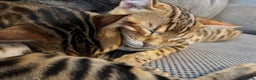Bengal cats for sale: 2 lovable bengal brothers - Advert 11