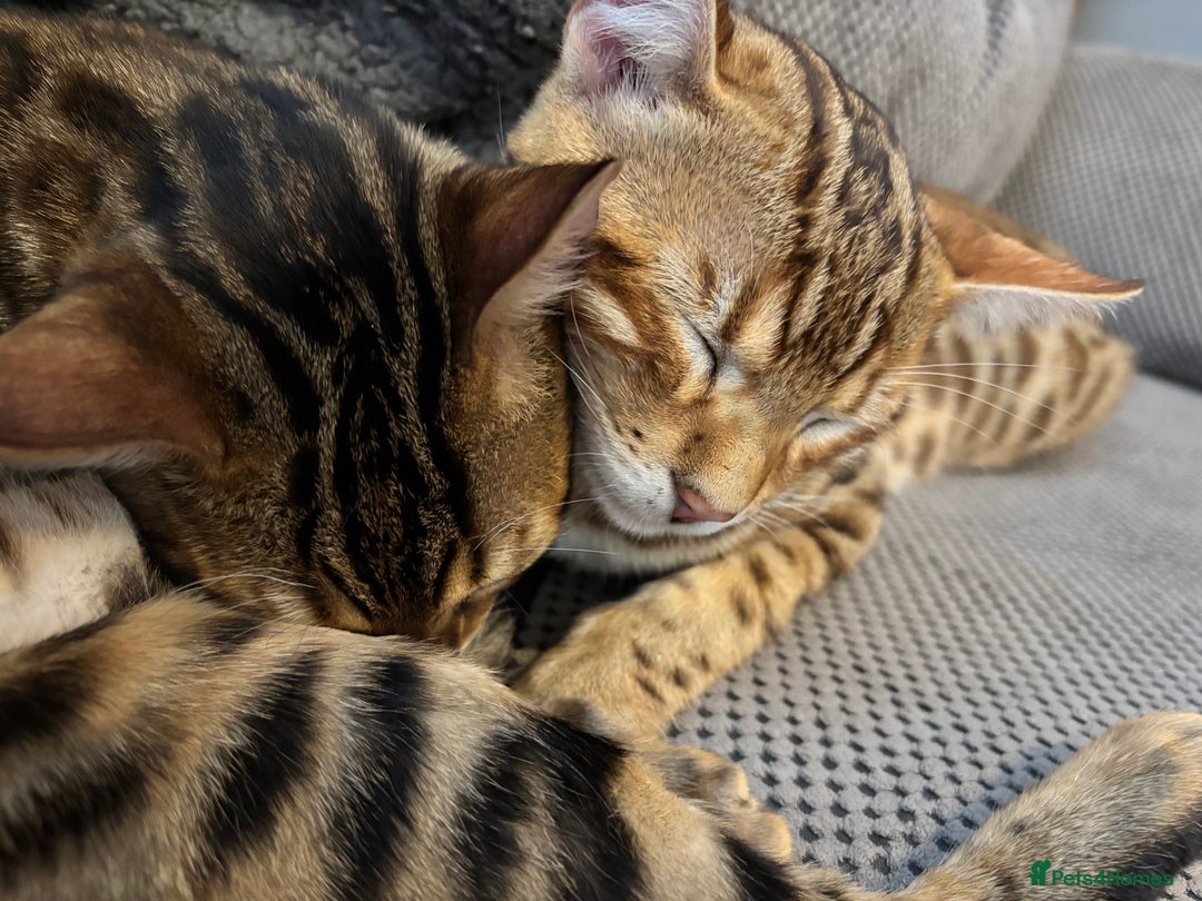Bengal cats for sale: 2 lovable bengal brothers - Advert 11