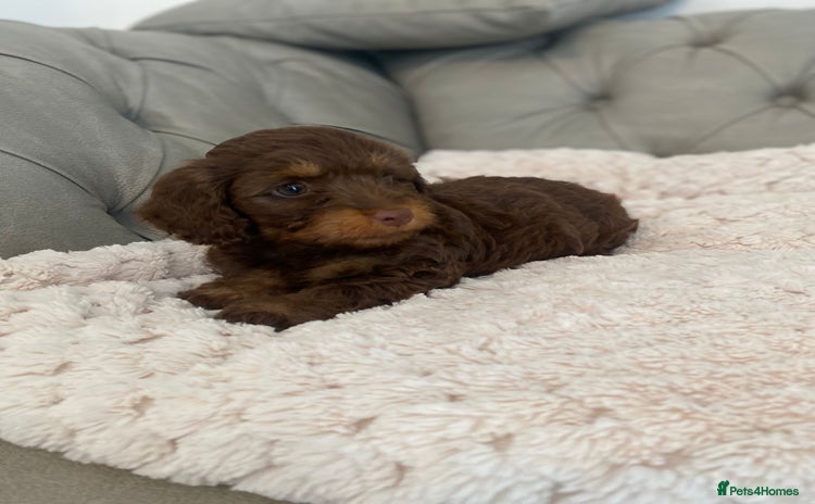 Mixed Breed dogs - Advert 16