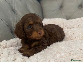 Mixed Breed dogs - Advert 4