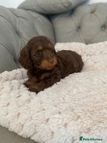 Mixed Breed dogs - Advert 16