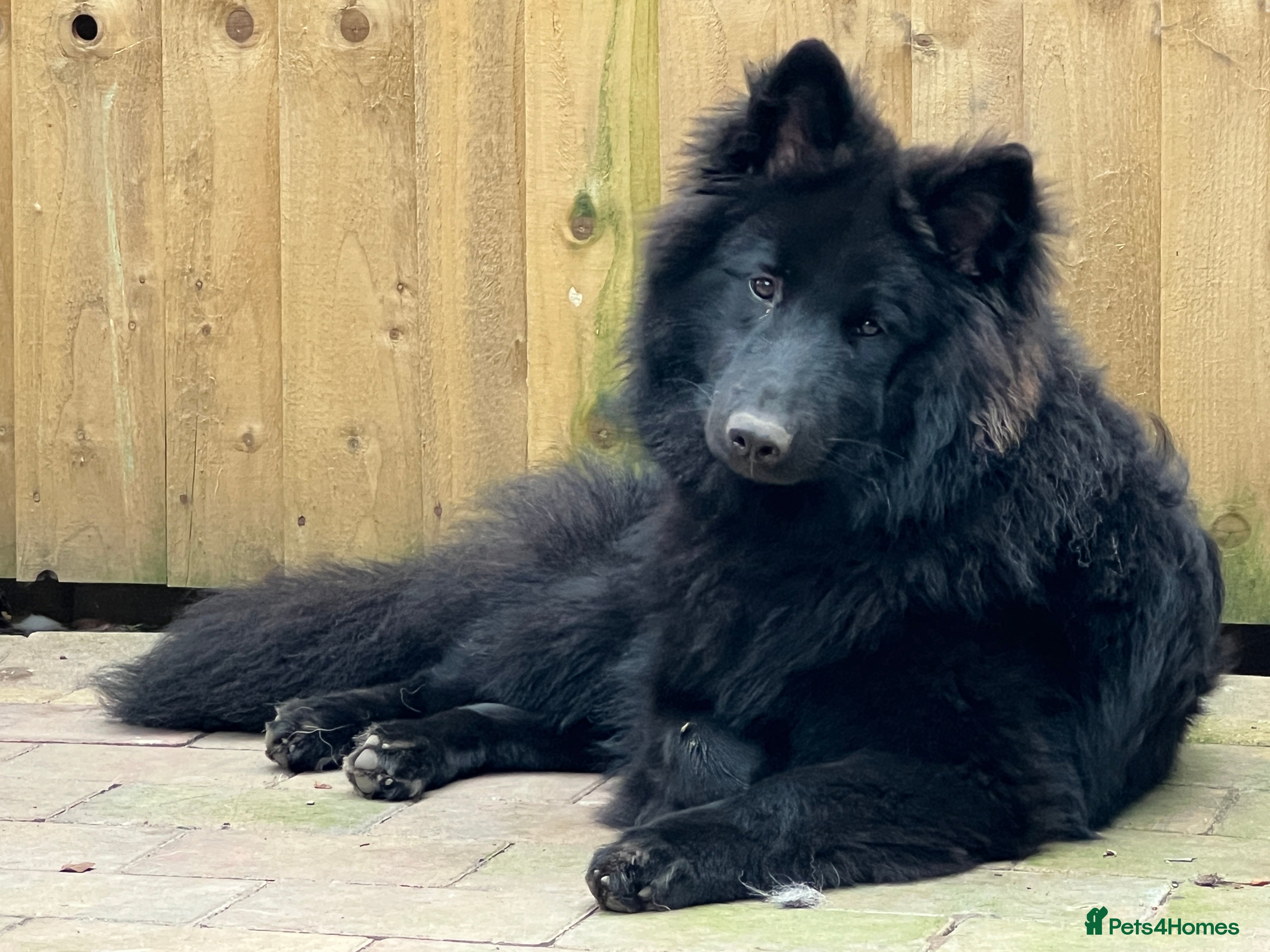 Samoyed dogs Samoyed x Available at Stud  - Advert 2