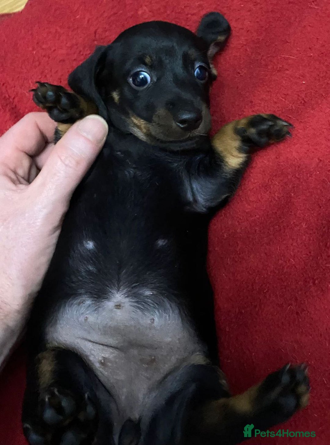 Dachshund dogs for sale: Adorable Dachshund Puppies - Advert 11