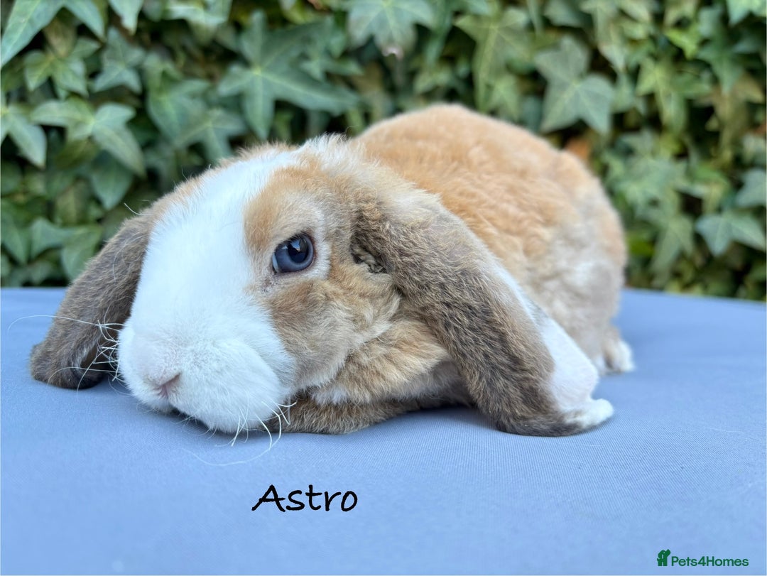 Mixed Breed rabbits for sale: Beautiful Baby Rabbits  - Advert 7