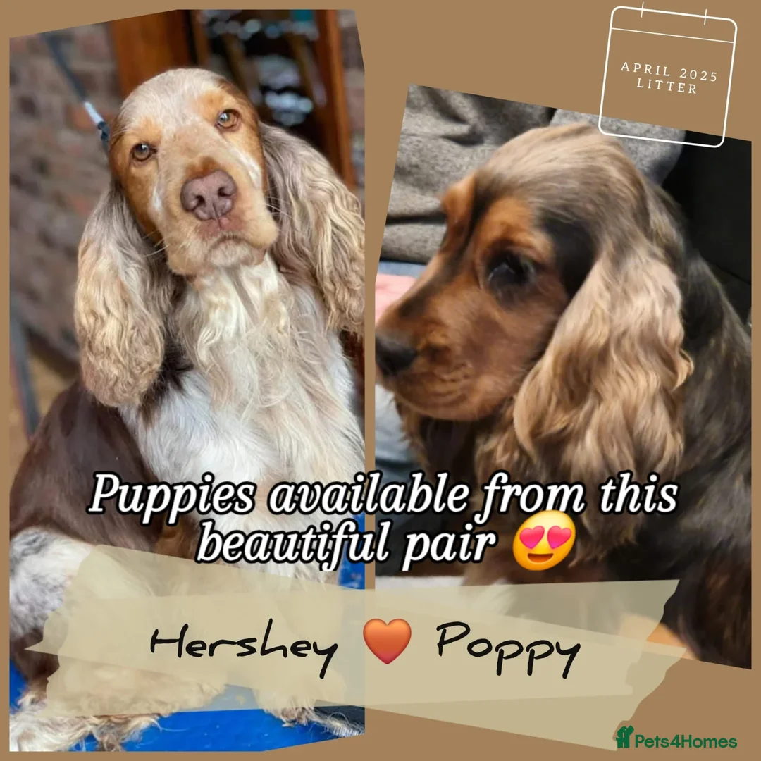 Cocker Spaniel dogs for sale: Pedigree SHOW Cocker Spaniel Puppies - Image 4