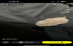 Hamster rodents for sale: Dwarf hamster - Image 3