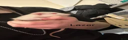 Rat rodents for sale: Ratties  - Advert 5