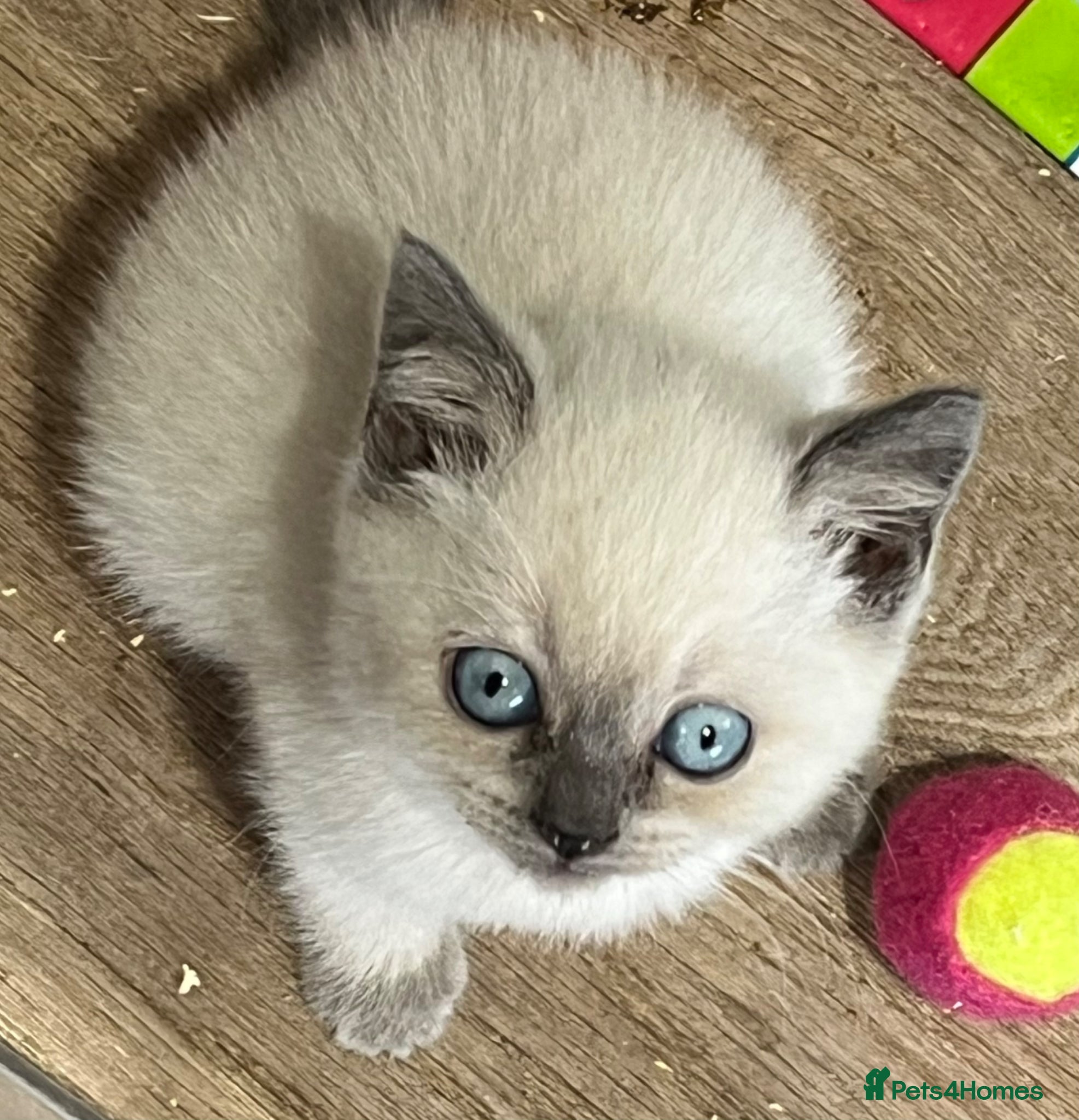 British Shorthair Kitten 1