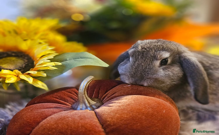 French Lop rabbits - Advert 12